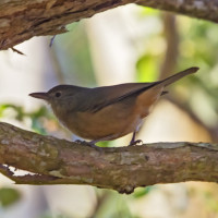 Bower's Shrikethrush
